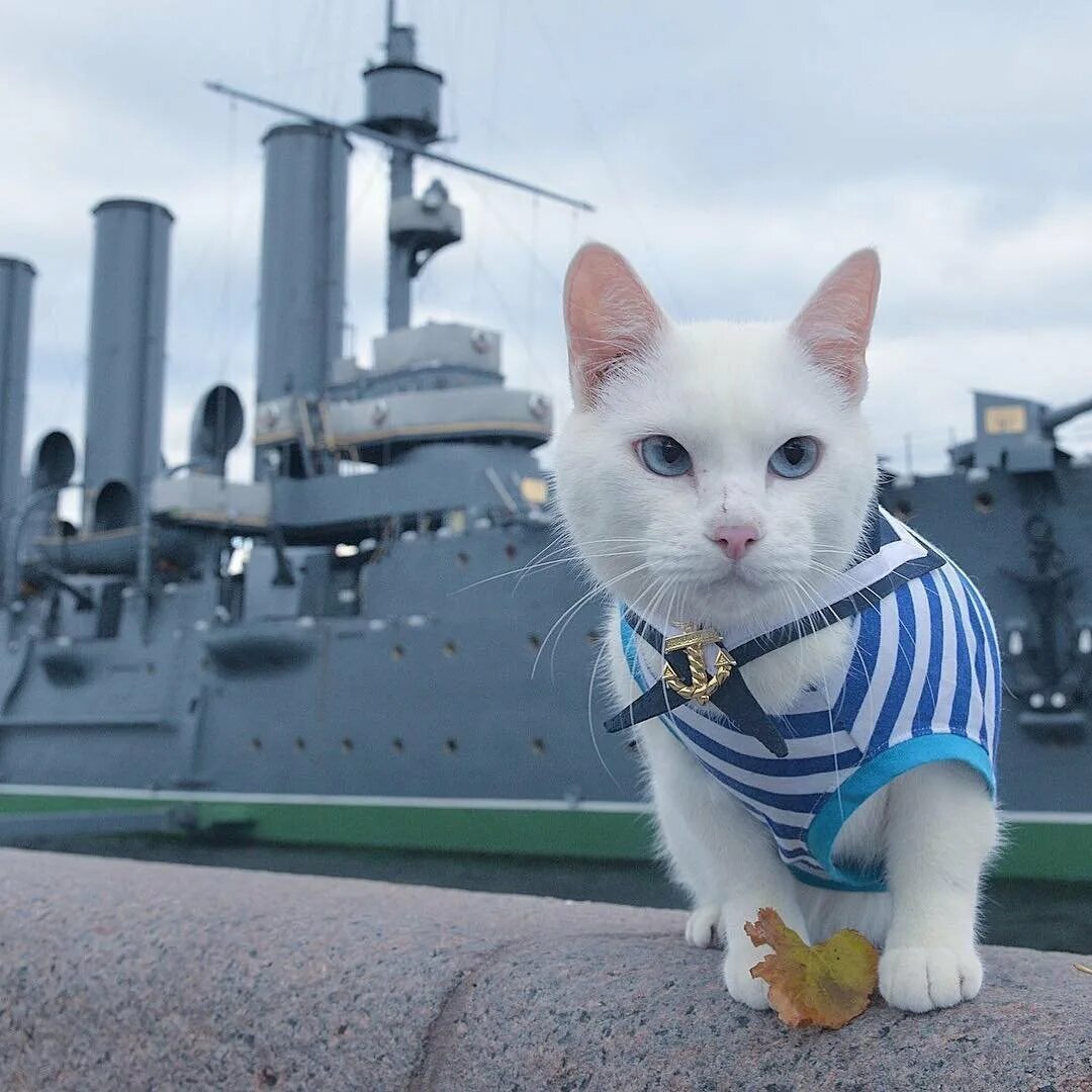 Корабельный кот. Питерский Эрмитажный кот. Кот на корабле. Корабельные коты.