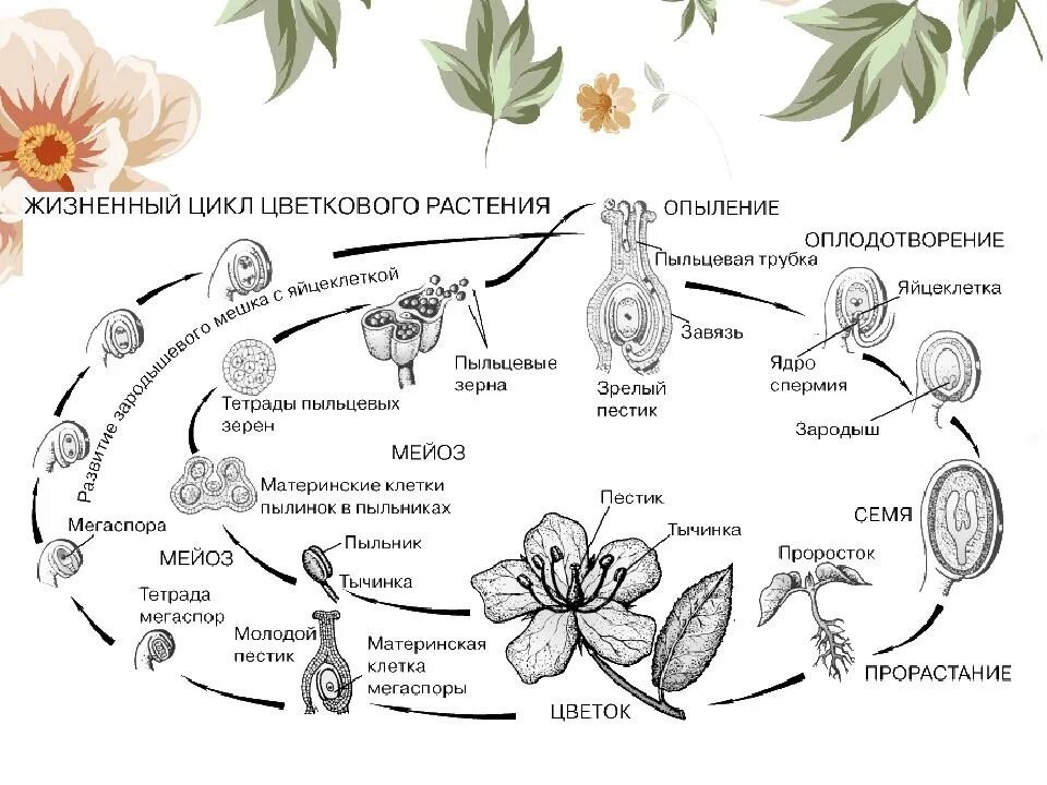 Чередование поколений происходит. Жизненный цикл покрытосеменных растений. Жизненный цикл покрытосеменных растений схема. Цикл развития покрытосеменных растений схема. Жизненный цикл развития покрытосеменных схема.