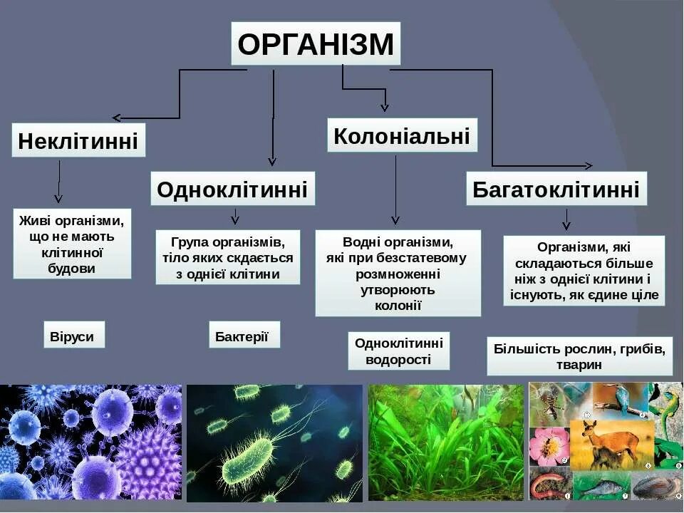 Одноклітинні багатоклітинні. Живі організми. Одноклітинні і багатоклітинних. Одноклітинні тварини це.