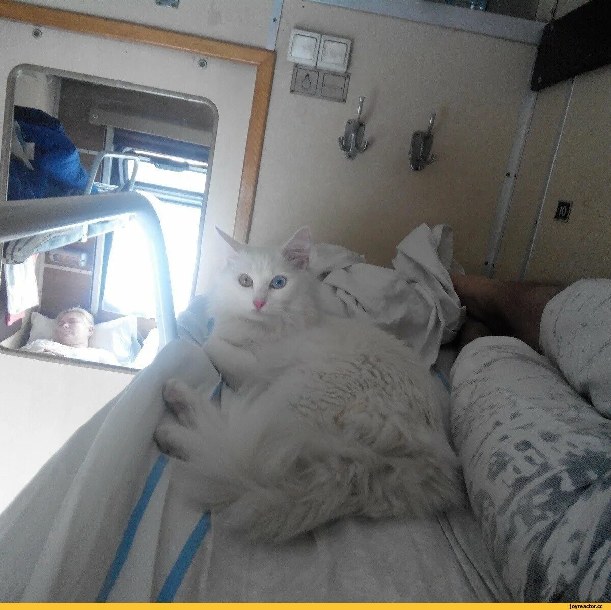 Поезд для животных. Кот в электричке. Провоз кота в поезде. Животные в поезде. Вагон для животных.