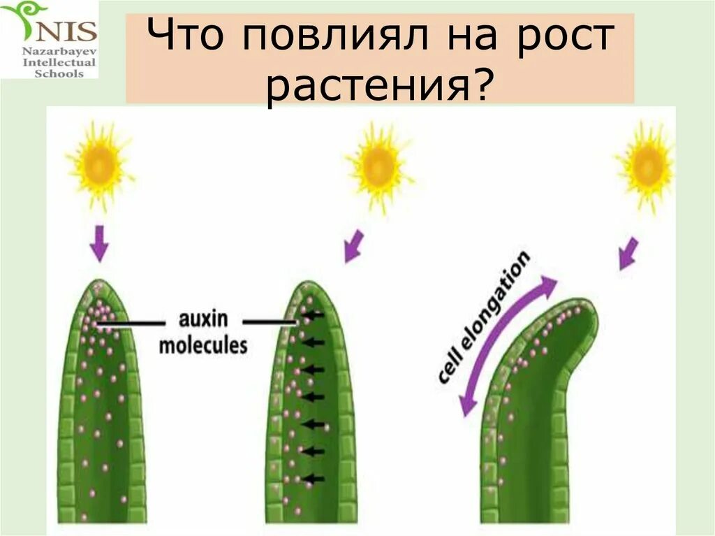 Приведите пример раздражимости у растений. Движение растений. виды движения растений. примеры движения растений. движение растений презентация.