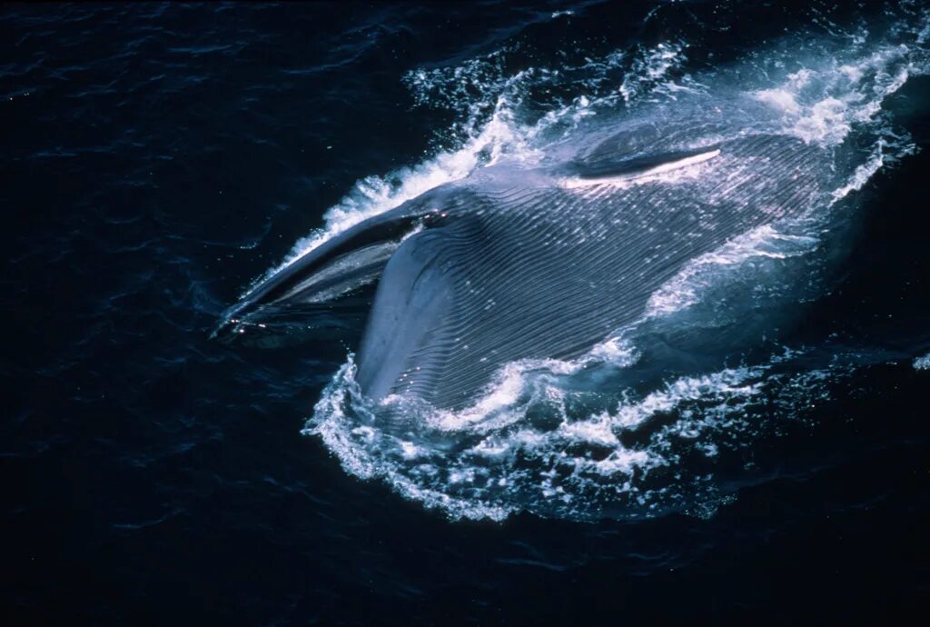 Жизнь синих китов. Голубой кит Balaenoptera musculus. Синий кит криль. Кит фото. Самый большой кит в мире.