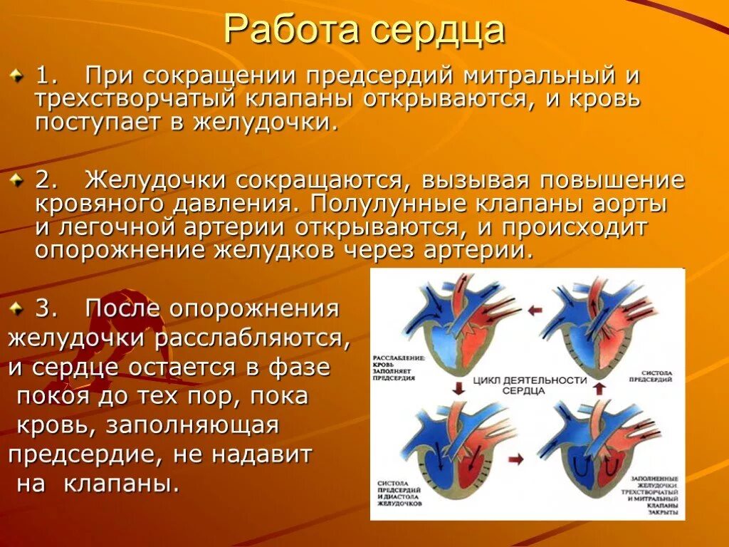 Во время систолы предсердий полулунные клапаны открыты. Работа сердца. Работа сердца кратко. Сердце работа сердца. Работа сердца сердечный цикл.