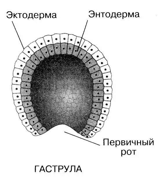 Образование мезодермы формирование гастральной полости