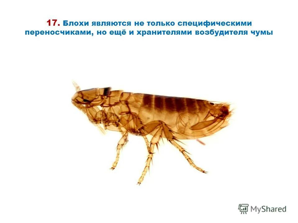 млекопитающие переносчики заболеваний человека. блохи являются переносчиками возбудителей. переносчиками возбудителя чумы являются. переносчиками возбудителя чумы являются. переносчиками возбудителя чумы являются.
