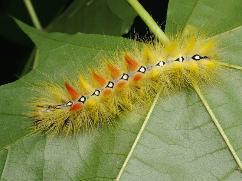 Махаон бражник бабочка. Гусеница волосатик. Гусеница катерпиллер бабочка. Стрельчатка кленовая бабочка. Dryocampa rubicunda гусеница.