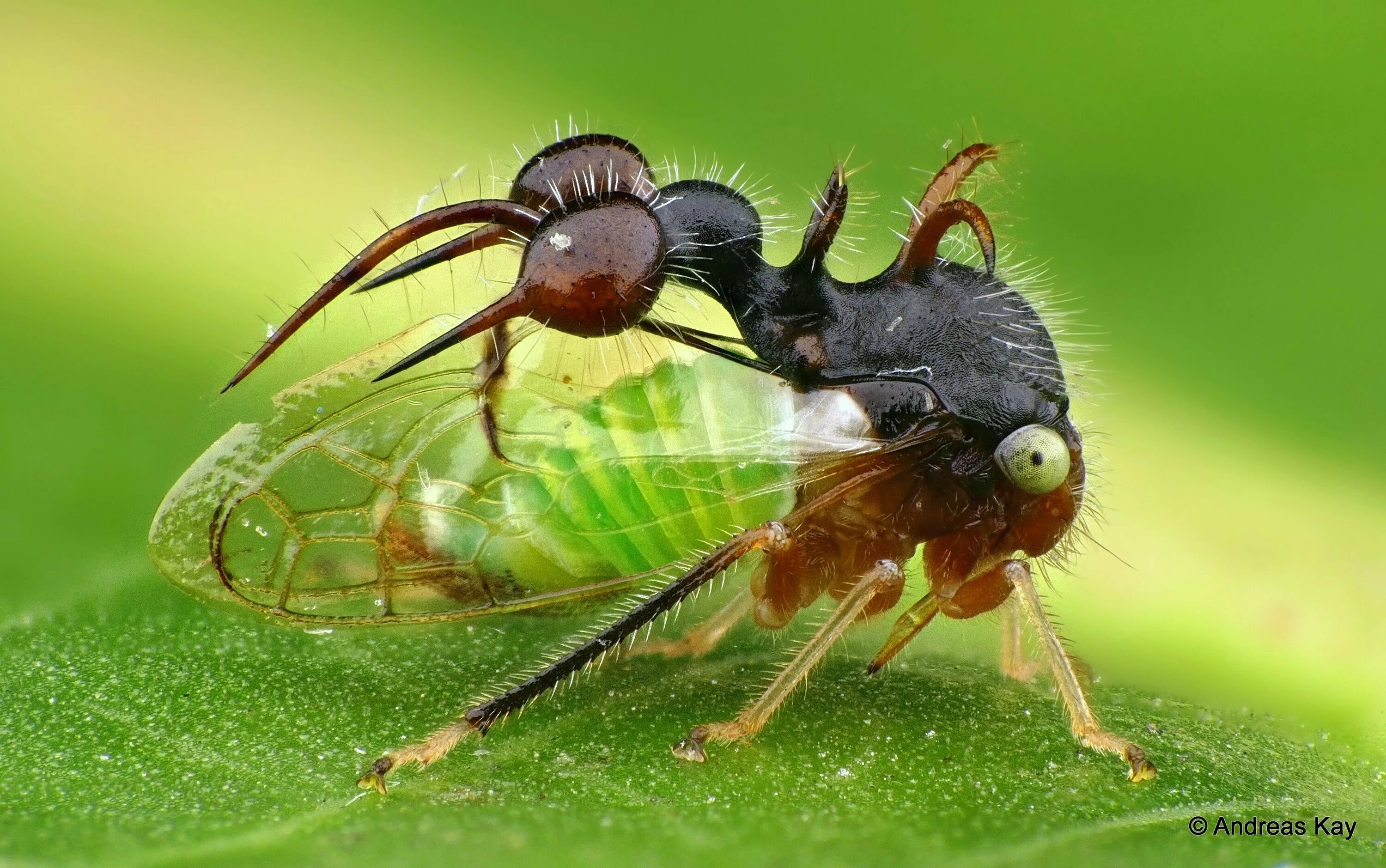 Бразильская горбатка. Жук Горбатка. Горбатка Cyphonia clavata. Жук Горбатка бразильская. Горбатка бразильская насекомое.