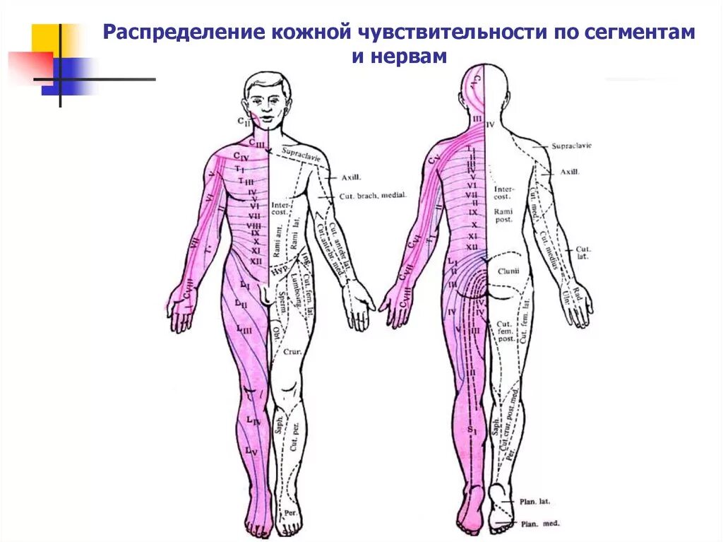 Неврология сегменты дерматомы. Сегментарное распределение кожной чувствительности. Сегментарная чувствительность схема. Сегментарные нарушения чувствительности схема.