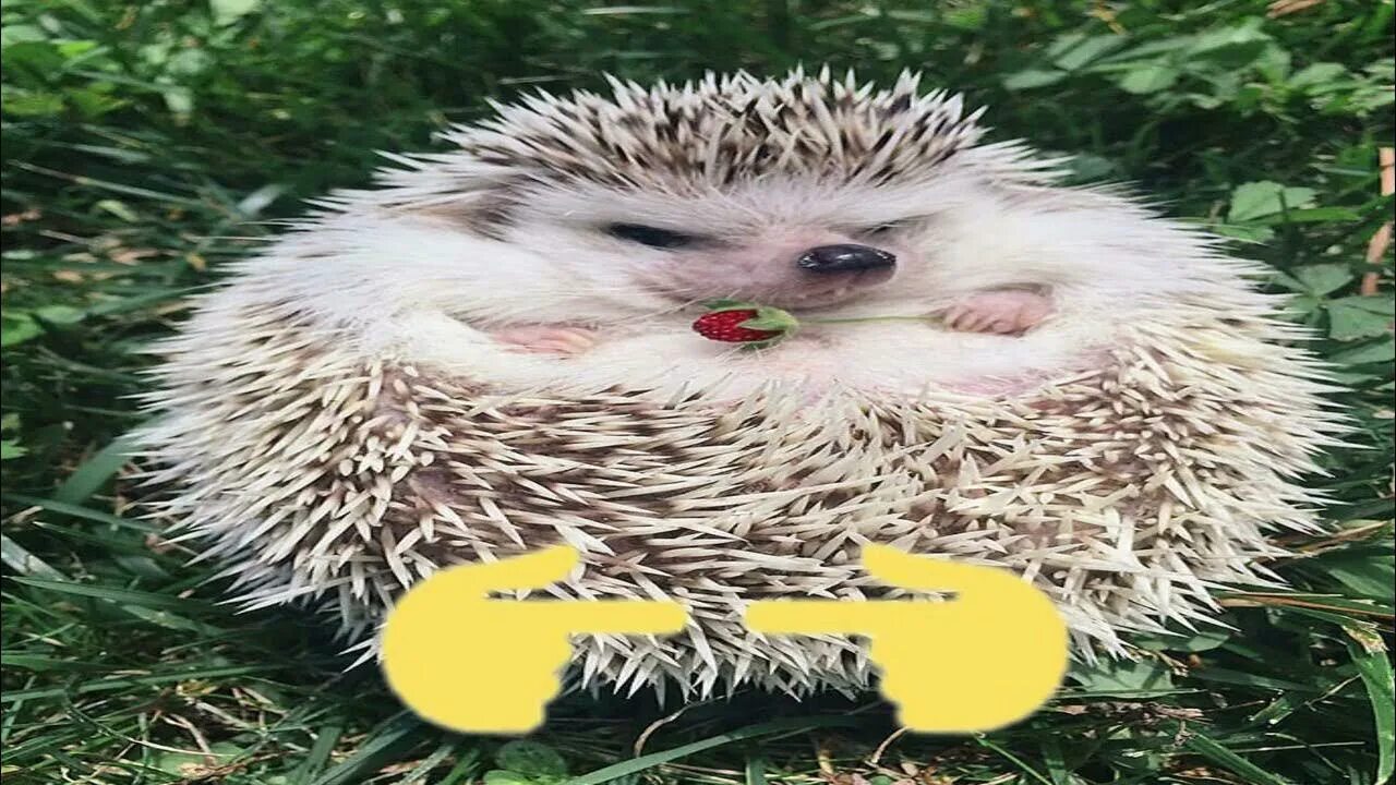 Болгарка мем. Распели меня болгаркой. Распили мегя болгаркой. Распили меня болгаркой мем тюлень. Распили меня болгаркой мем тюлень.