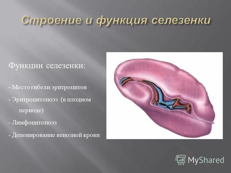 Селезенка анатомия человека. Селезёнка крсрасположен. Селезёнка КРС расположен. Селезенка строение и функции. Селезенка за что отвечает и где находится