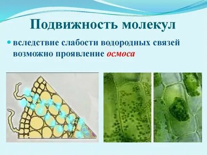 Вода и ее роль в жизнедеятельности клетки