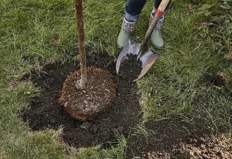 В какое время можно пересаживать деревья