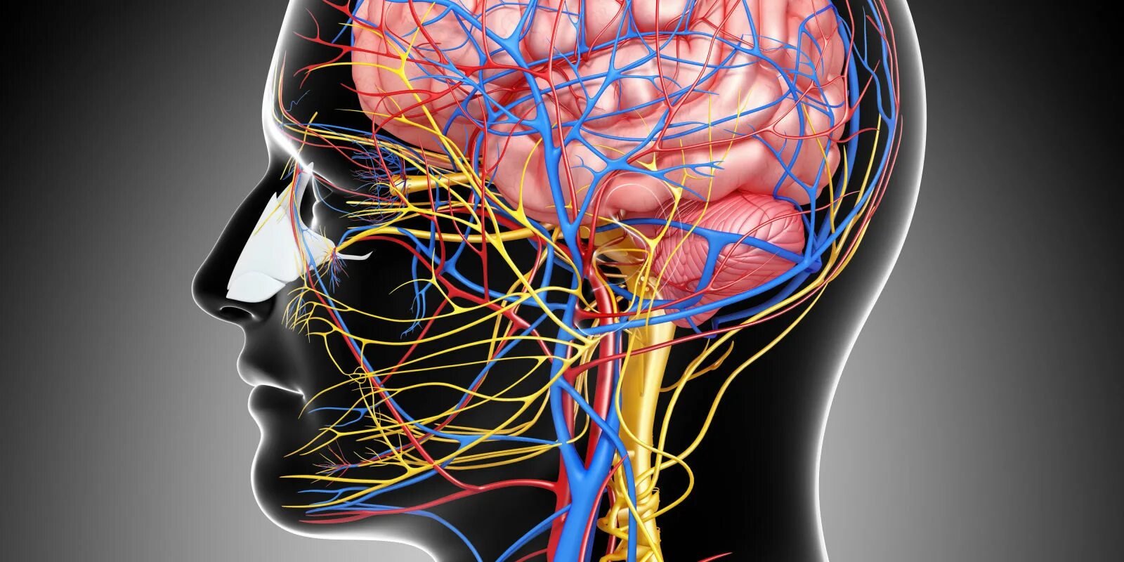Нервные сосуды головного мозга. Нервная система. Мозг и нервная система. Нервы человека.