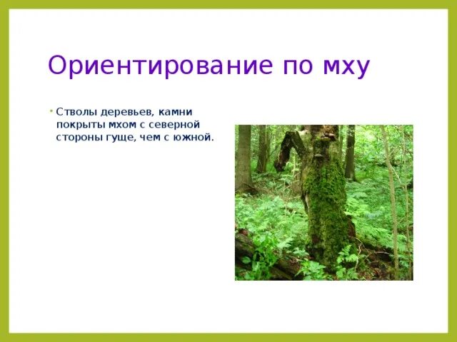 Ориентироваться по мху. Ориентирование по мху. Ориентирование в лесу по мху. Как ориентироваться по мху. Мох растет на северной стороне