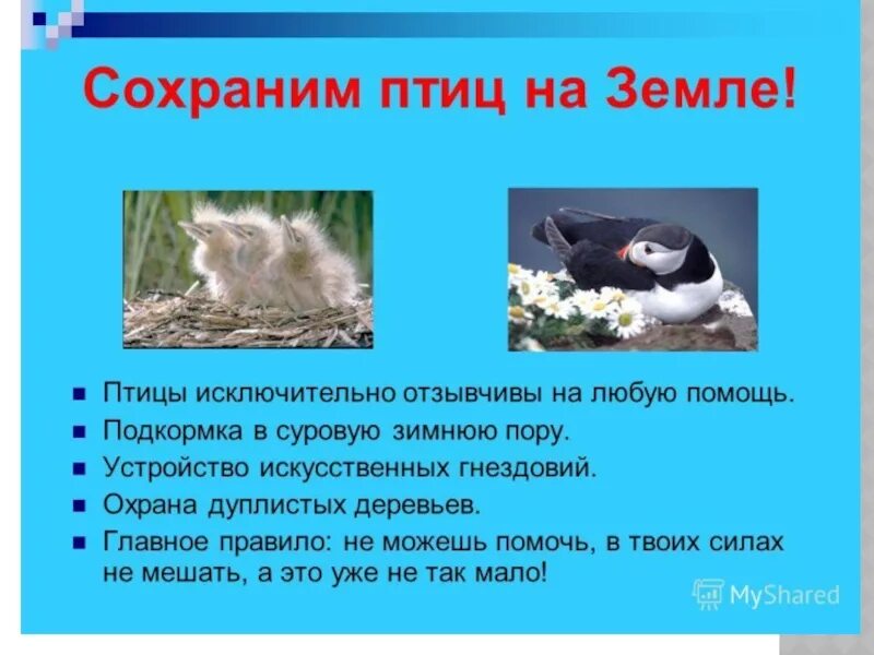 Почему для птиц важна защита и помощь. Защита птиц. сохраним птиц. сохраним птиц на земле. охрана птиц в природе.