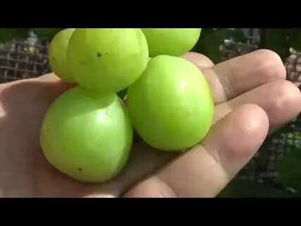Виноград индиана