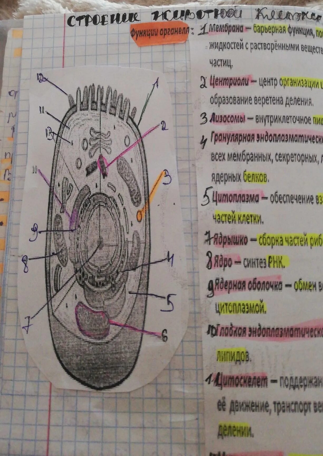 Порядок разбора числительного морфологический разбор. Крупнолитосферная плита под цифрой 4. Чистый под цифрой 6. Крупнолитосферная плита под цифрой 4. Образец орфографического разбора.