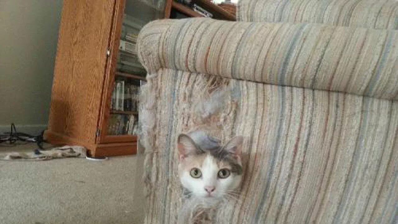 Коты когтеточка. Когтеточка для кота. Диван кошка. Когтеточка для кошек. Кошка на когтеточке.
