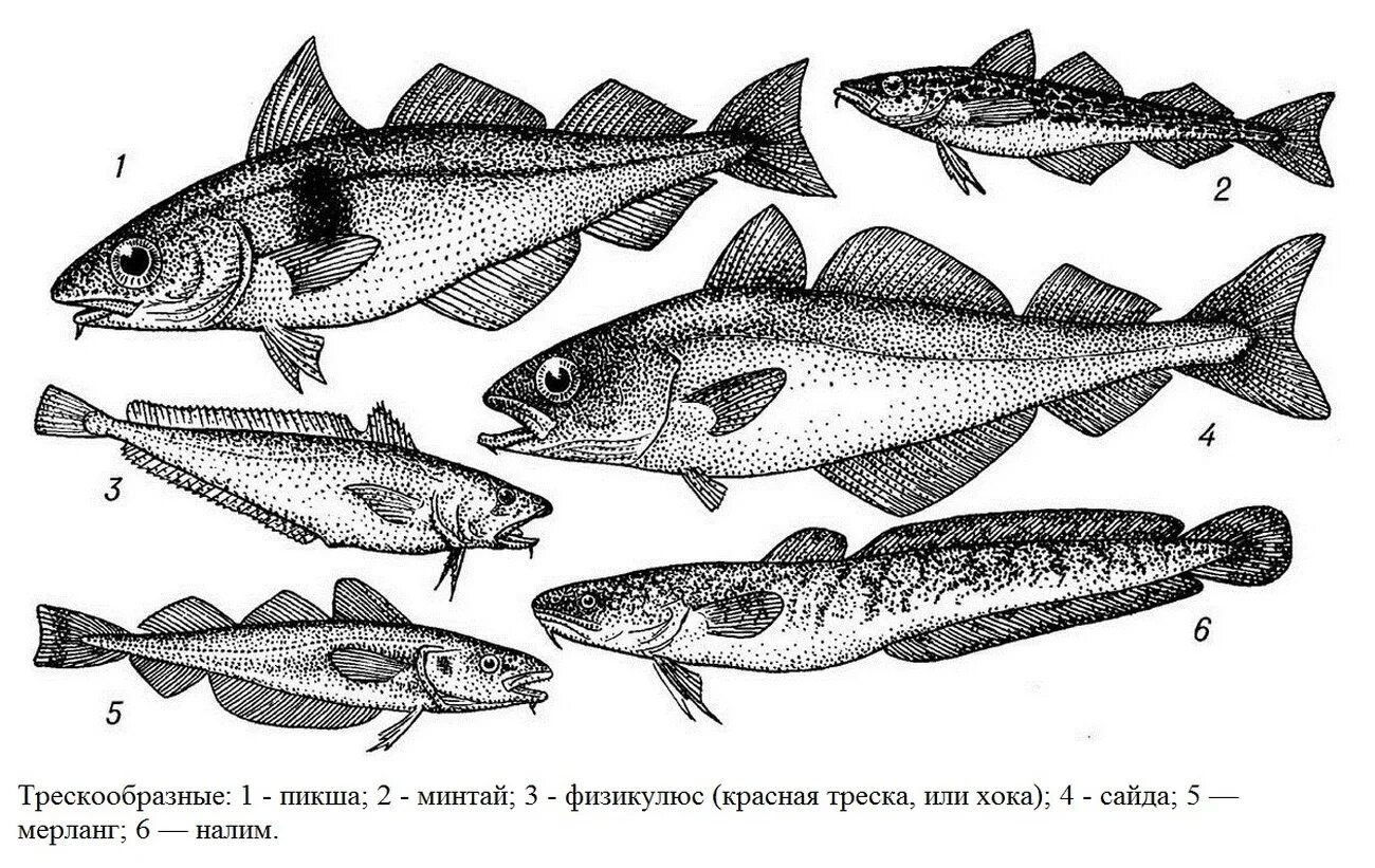 Отряд трескообразные. Отряд тресковые рыбы представители. Рыба семейства тресковых навага. Отряд тресковые представители. Пикша трескообразные.
