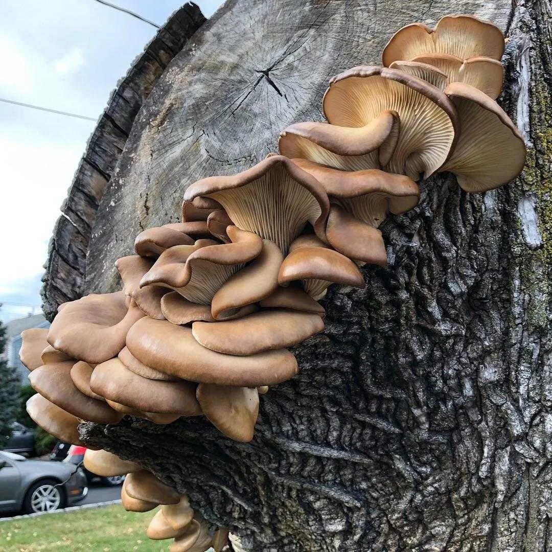 Вешенка обыкновенная (Pleurotus ostreatus). Вешенка устричная (Pleurotus ostreatus). Вешенка Королевская Лесная. Вешенка уховидная. Вешенка часов