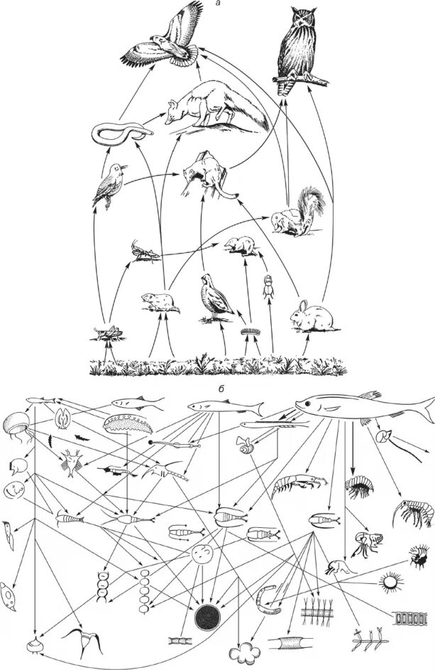 1 пищевые связи. Пищевая сеть и направление потоков вещества. Пищевая сеть из 20 организмов. Пищевая сеть экосистемы. Пищевая сеть схема биология.