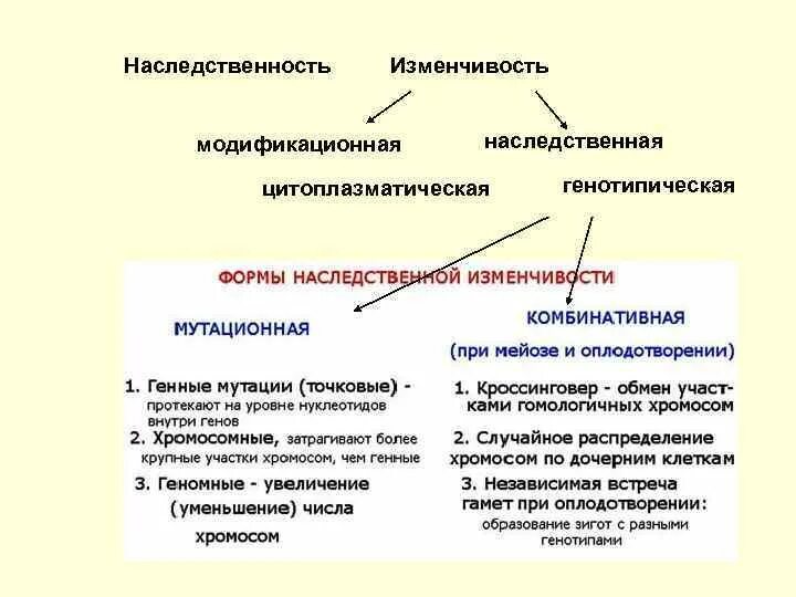 Цитоплазматическая изменчивость характеристика. Наследственная изменчивость цитоплазматическая. Наследственная изменчивость генотипическая цитоплазматическая. Комбинативная и цитоплазматическая изменчивость. Существует наследственная изменчивость