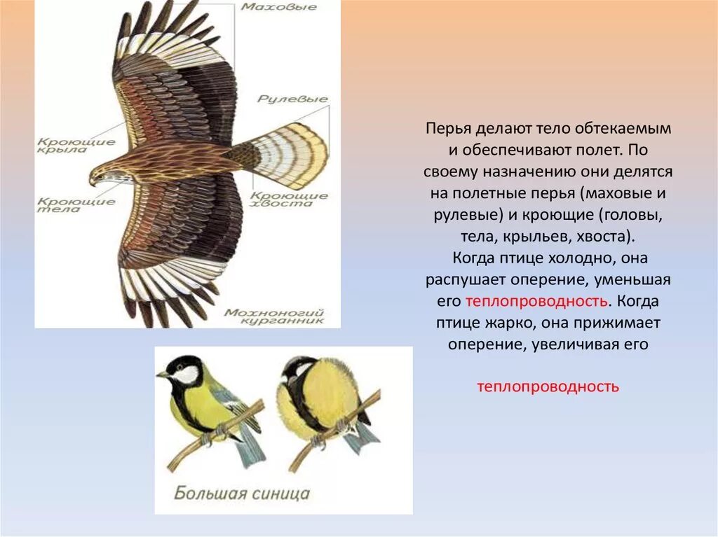 Оперение птицы название. Перья птиц. Маховые и рулевые перья. Оперение птиц. Оперение птиц строение.