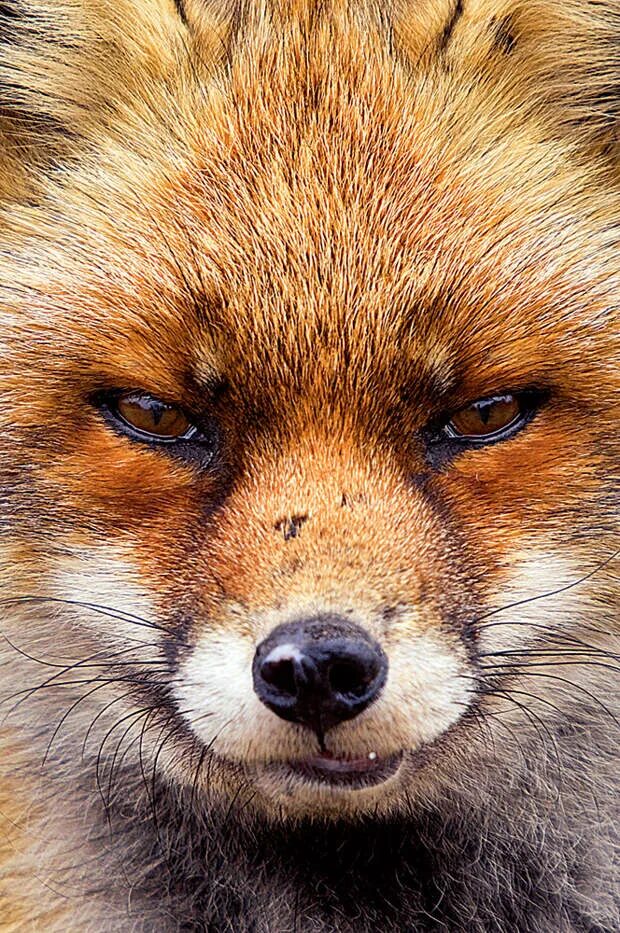 Fing fox team. Моды rp fox team. West foxes. Враги лис. Лисица в городе.