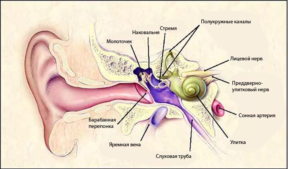 Барабанная перепонка при тугоухости. Профессиональная нейросенсорная тугоухость патогенез. Кохлеарная нейросенсорная тугоухость. Глухота анатомия уха. Барабанной перепонкой и внутренним ухом