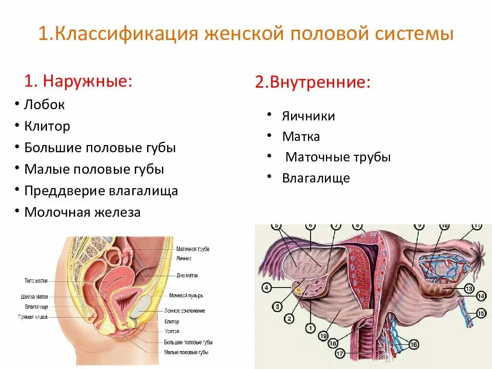 Женская внутренняя половая система. Женской половой системы. Внешние половые органы женщины. Женская наружная половая система. Строение женских половых.