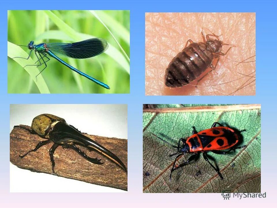 Три названия насекомых. Виды насекомых. Насекомые название насекомых. Насечки у насекомых. Насечки на брюшке насекомых.