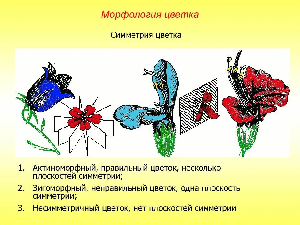 Актиноморфный зигоморфный асимметричный. Тип симметрии цветка правильные,актиноморфные. Симметрия цветка актиноморфный зигоморфный. Цветок актиноморфный зигоморфный асимметричный