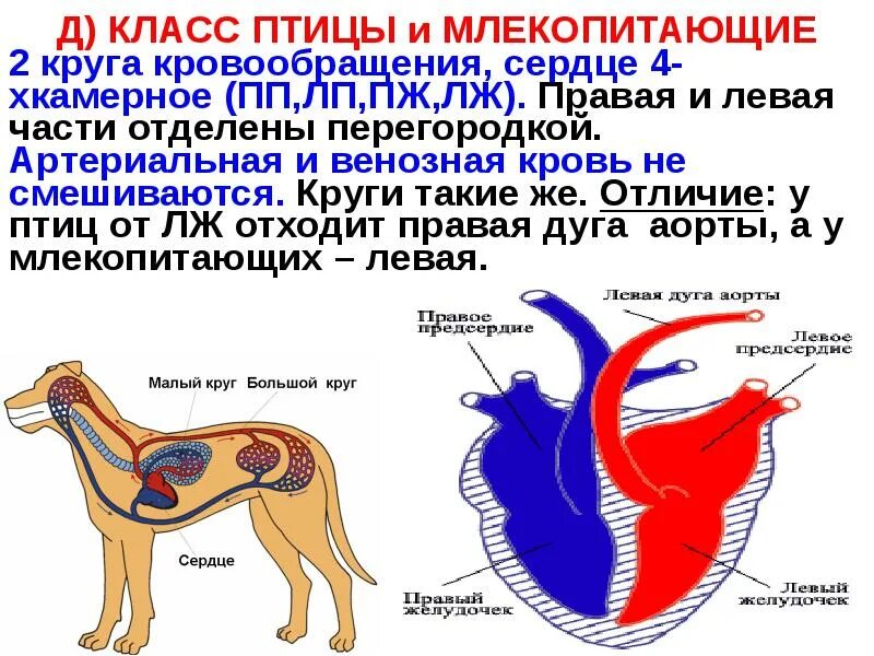 Сколько кругов у млекопитающих