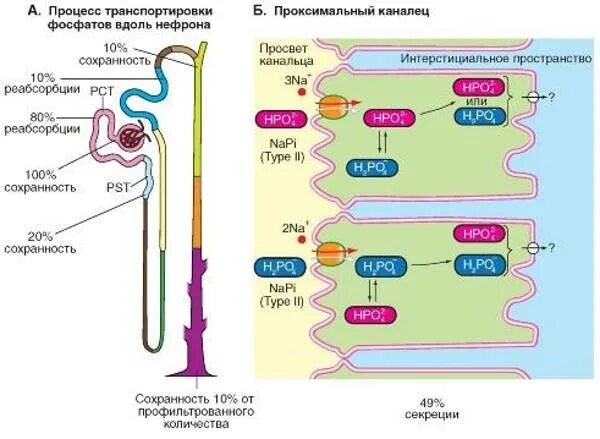 Реабсорбция фосфора в почках. Проксимальные канальцы почки реабсорбция. Реабсорбция - всасывание воды. Механизм реабсорбции кальция фосфата в почках. Белковые канальцы
