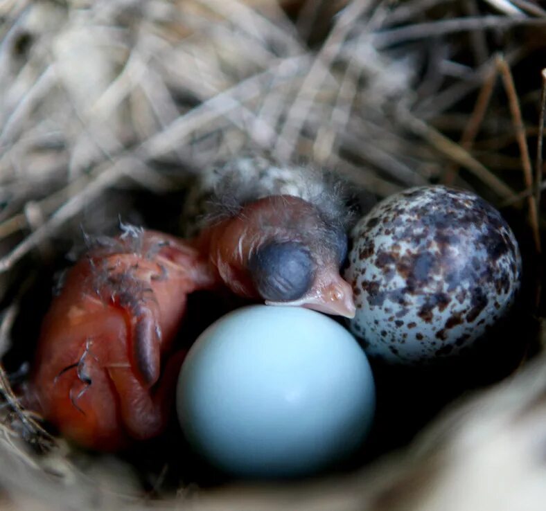 Песня птички яички. Яйца птицы Кардинал. Птичьи яйца. Красивые птичьи яйца. Маленькие яйца.