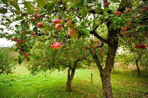 Buying Fruit Trees 