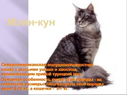 Кун характеристика