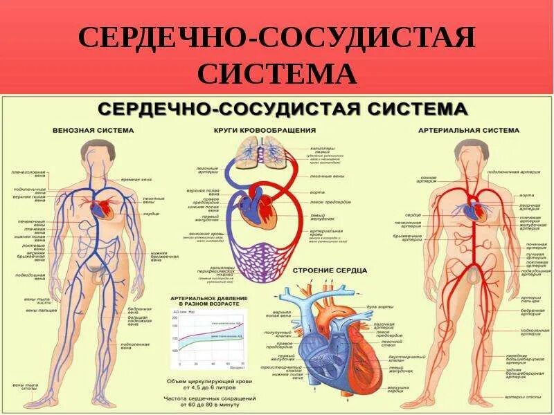 Сердечно сосудистую систему кроме. Ссс сердечно сосудистая система. сердечно сосудистая система презентация. строение сердечно сосудистой. сердечно-сосудистая система общее строение.