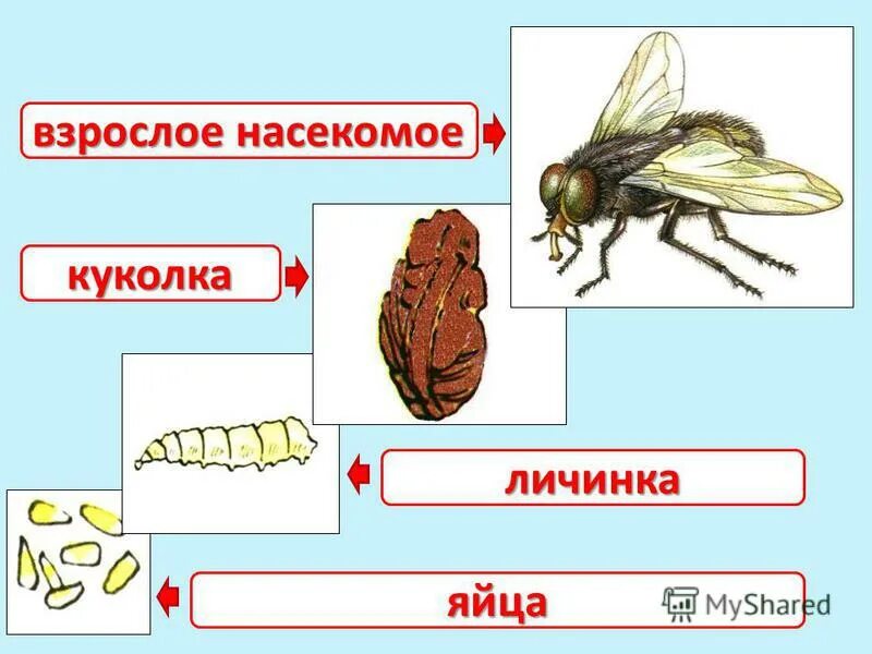 личинка куколка взрослая особь. яйцо личинка взрослое животное. личинки и взрослые особи. яйцо личинка куколка насекомое. стадии развития насекомых 3 класс окружающий мир.