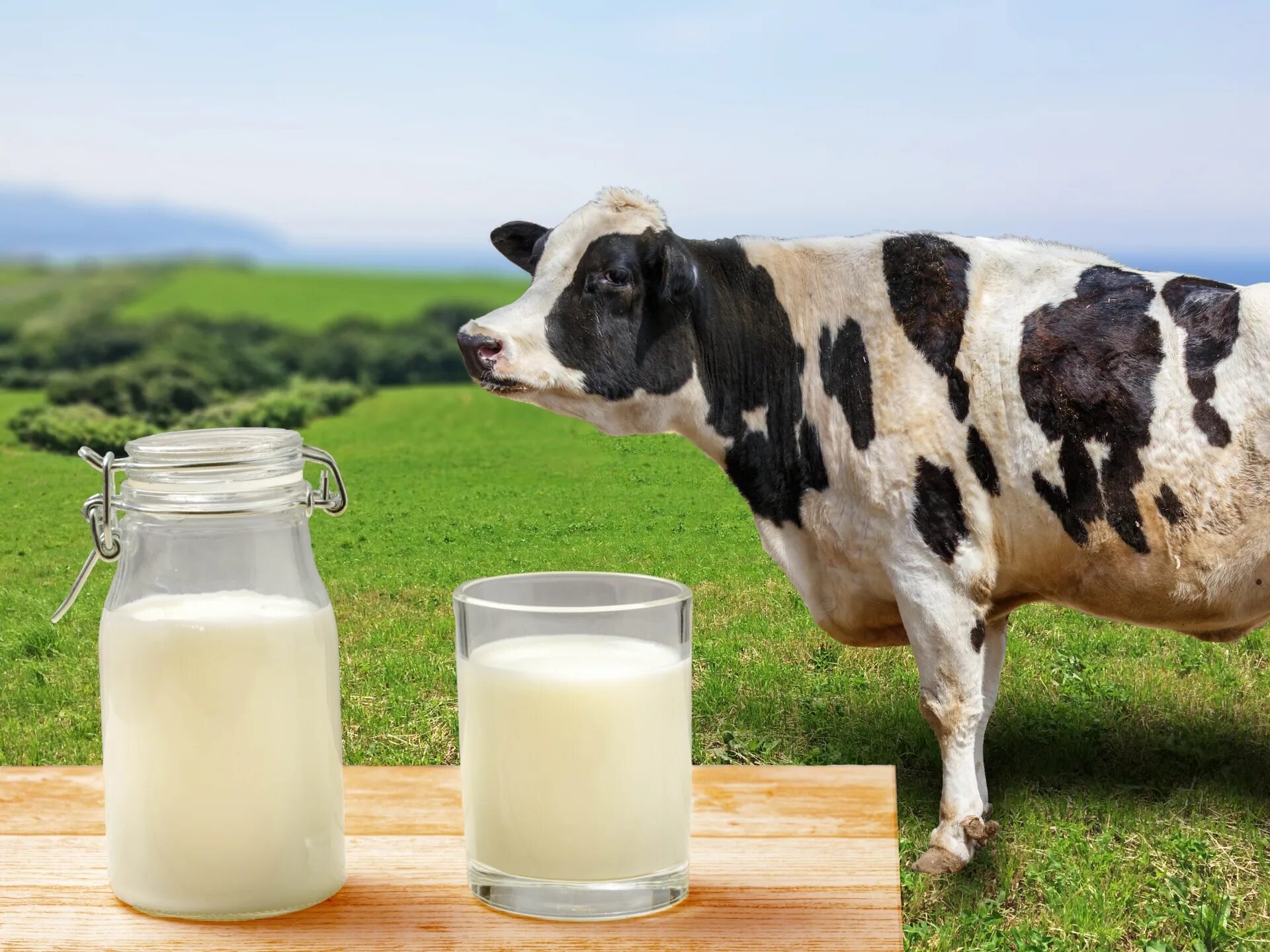 Ответить молоко. Корова молоко. Поддельное молоко. Черные коровы молоко. Молоко коровье сырое.