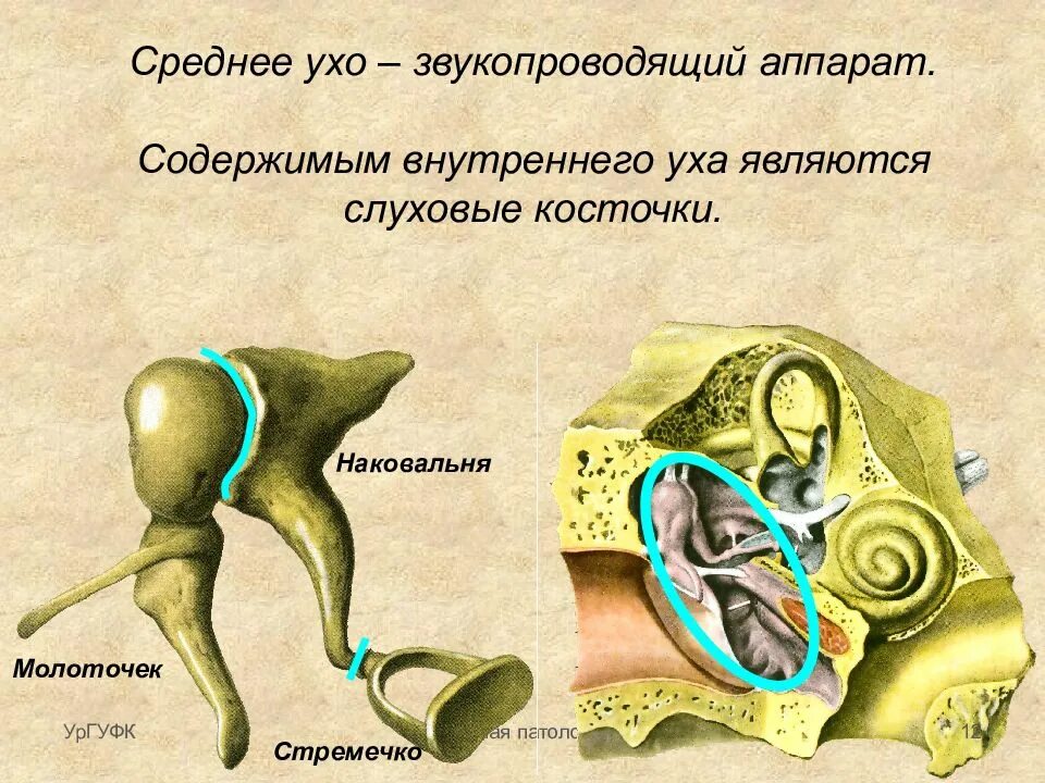 Звукопроводящий аппарат слухового анализатора. Слуховой анализатор среднее ухо. Строение слуховых косточек молоточек наковальня стремечко. Слуховые косточки среднего уха строение и функции. Слуховой аппарат внутреннего уха