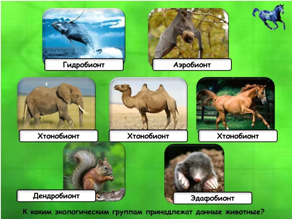 Приведите примеры данных животных