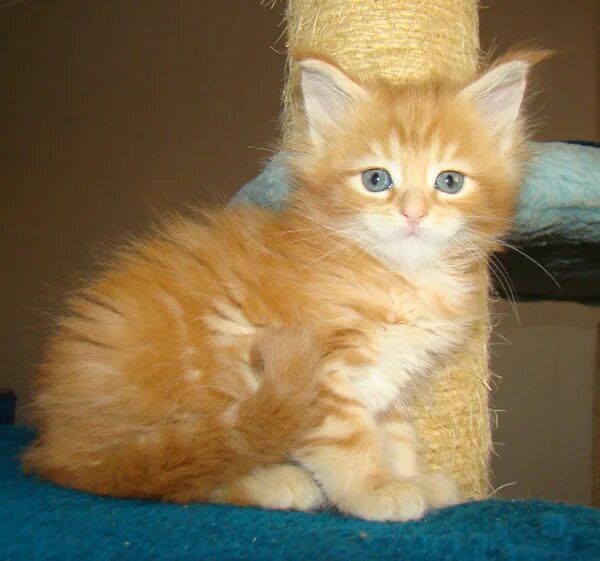 Котята мейн куна 2 месяца как выглядят. Мейн кун котенок рыжий 1.5 месяцев. Рыжий котёнок Мейн куна 1 месяц. Котенок Мейн кун рыжий 1 месяц. Рыжий Мейн кун в 1.5 месяца