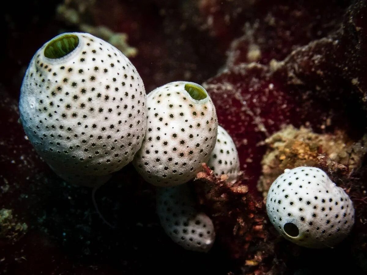 Образ жизни асцидии. Хордовые асцидии. оболочники асцидии. почкование асцидий. глубоководные оболочники.