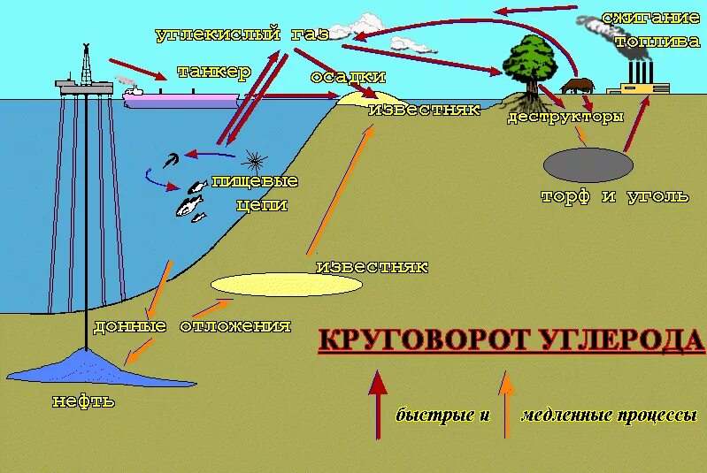 Соль поглощает углекислый газ. Способы поглощения углекислого газа. Оксид углекислого газа. Солнце растения и мы с вами. Углекислый газ органическое вещество.