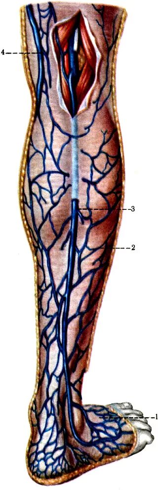 Вена сафена Магна впадает. Вена сафена Магна на голени.