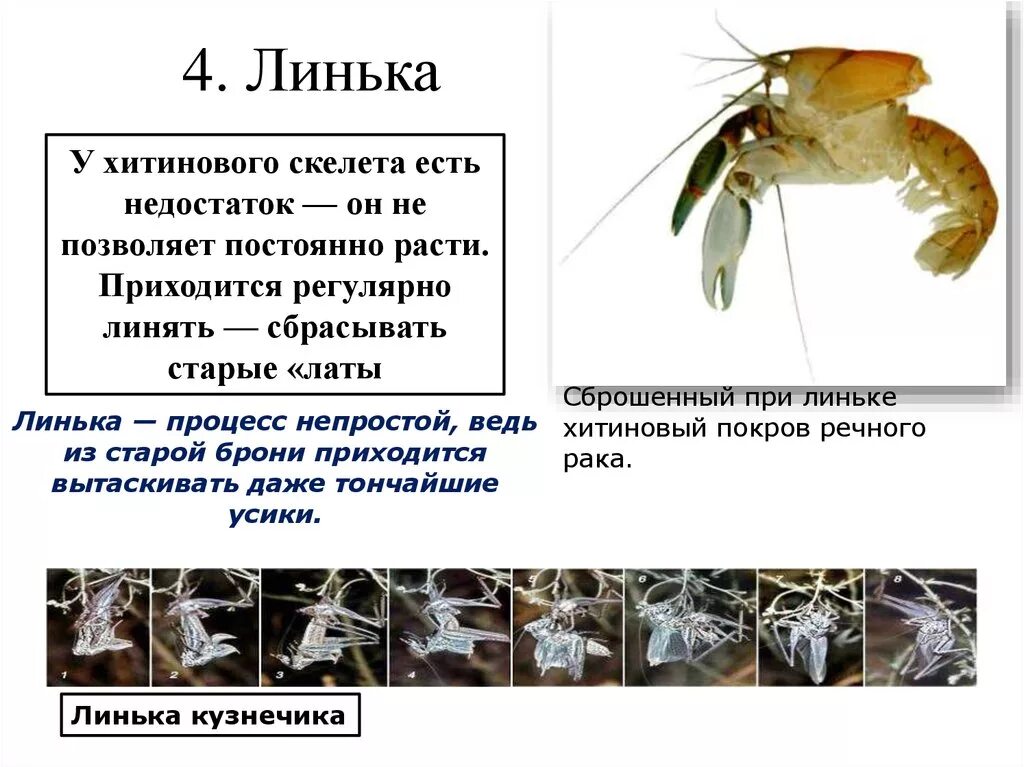 Наружный хитиновый покров разделенное на отделы тело. Линька членистоногих. Хитиновый Покров линька. Хитин насекомые. Линька членистоногих процесс.