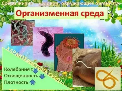 Организменная среда животные примеры