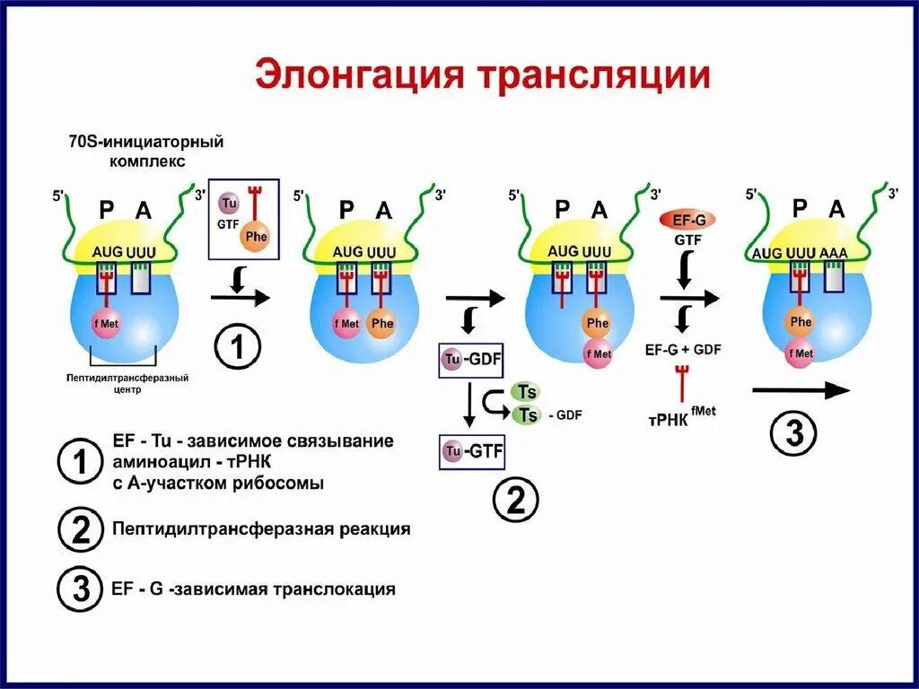 Схема трансляции белка стадия элонгации. Элонгация биосинтеза белка. Элонгация биохимия этапы. Инициация элонгация это биохимия. Инициация белка