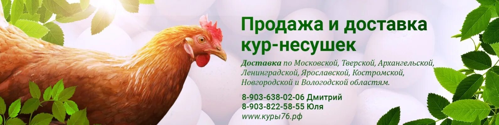 Куры доставка московская область. Несушки на птицефабрике. Птицефабрика кур несушек. Реклама продажи курицы. Баннер куры несушки.